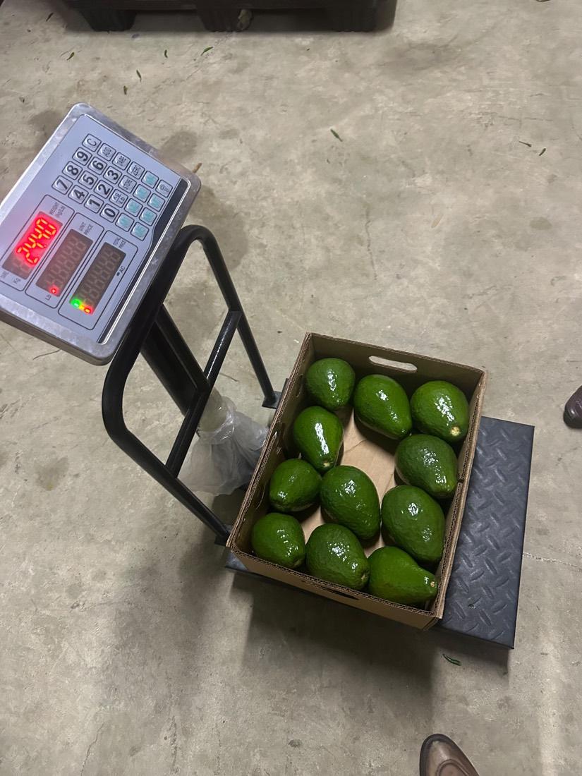 Avocados being weighed