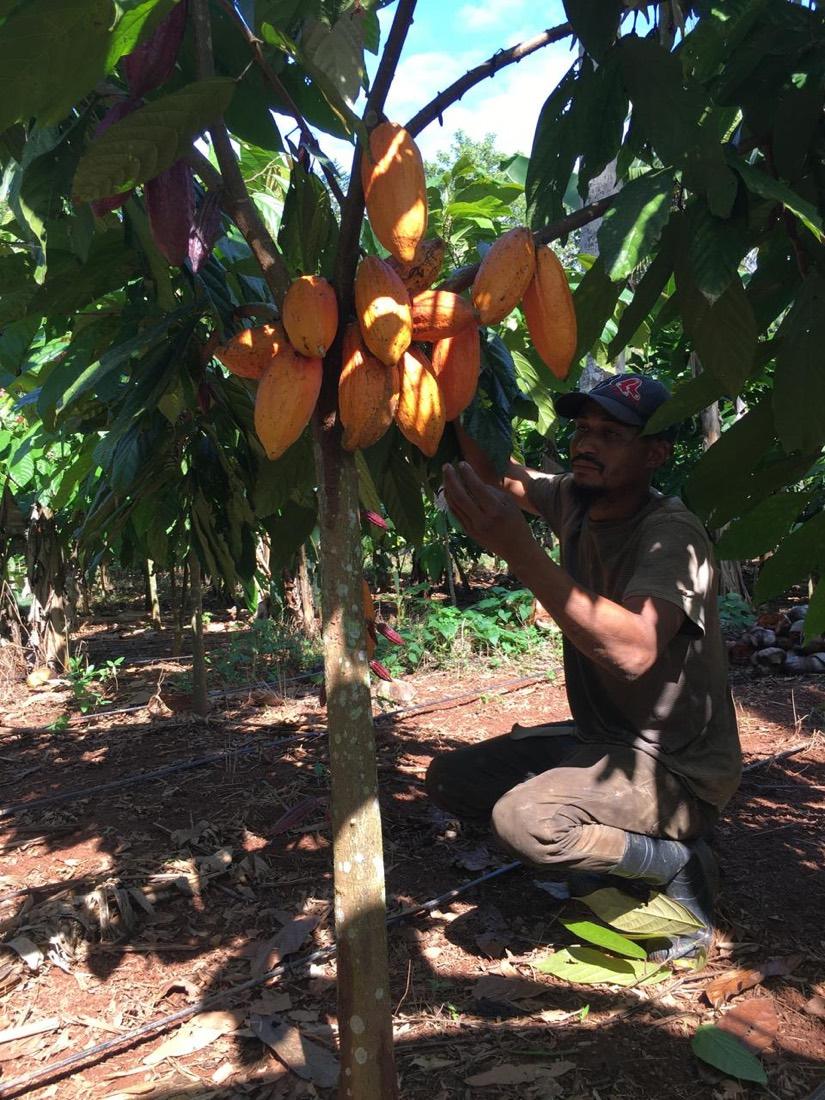 Cacao pods ready for harvest