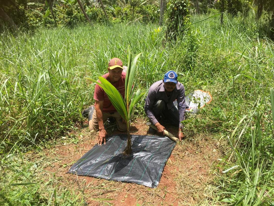 Partners planting a young palm together